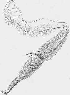 Right hind leg of Hahetus