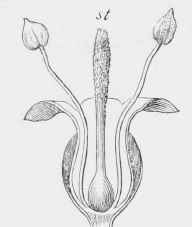 Section of Plantago Major