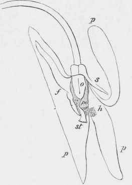 Section of a flower of Violet (Viola canina)