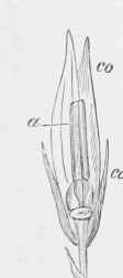 Section of bud of Campanula medium