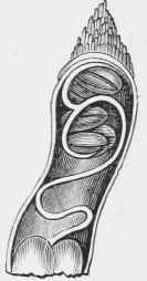Section of ditto.