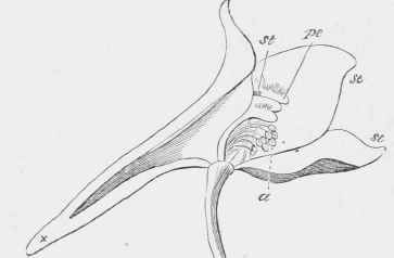 Section of the same flower, seen from the side
