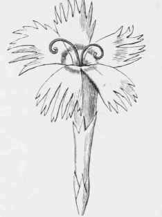 The Structure And Modifications Of Flowers 38