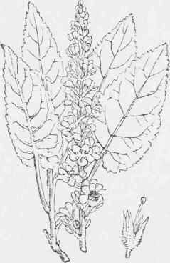 Verbasauu Tliapsus.