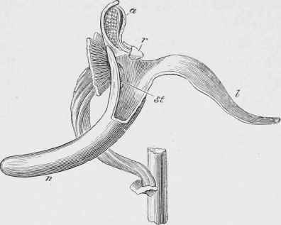 bide view of flower, with all the petals and sepals cut off except the lip, of which the near half is cut away, as well as the upper portion of the near side of the nectary 
