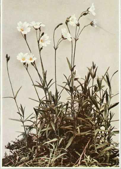 A. Field Or Meadow Chickweed Cerastium arvense