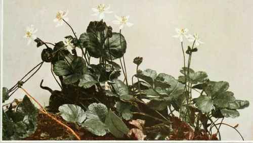 A. Goldthread