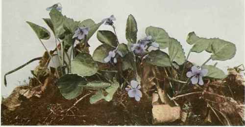 A. Great Spurred Or Selkirk's Violet
