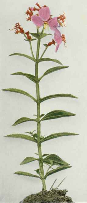 A. Meadow Beauty; Peer Grass