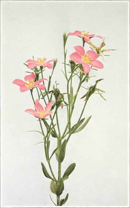 A. Sea Or Marsh Pink   Sabbatia stellaris