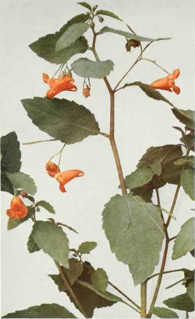 A. Spotted Or Wild Touch Me Not