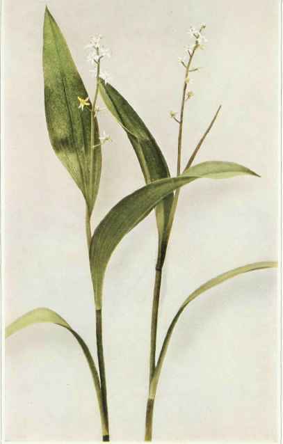A. Three Leaved Solomon's Seal