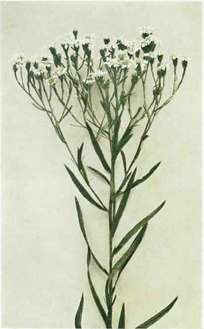 A. Upland White Aster   Aster ptarmicoides