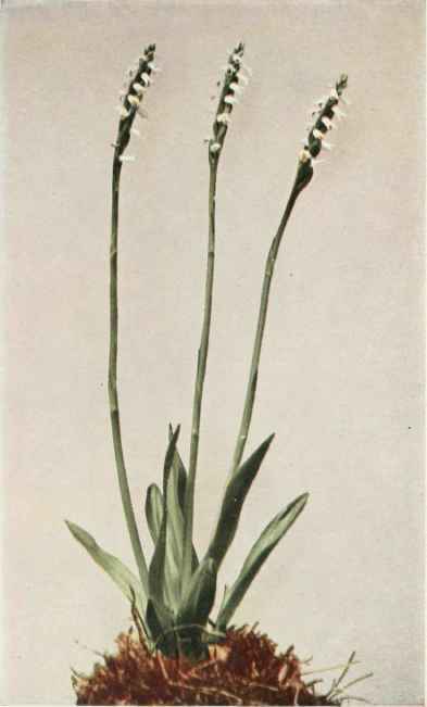 A. Wide Leaved Ladies  Tresses