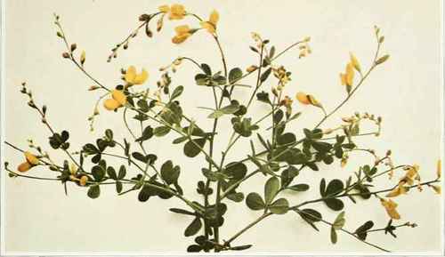 A. Wild Indigo; Horsefly Weed