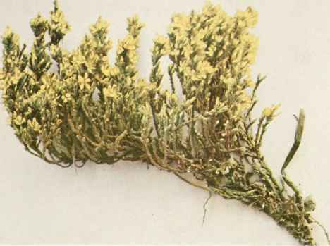 A. Woolly Hudsonia; False Heather