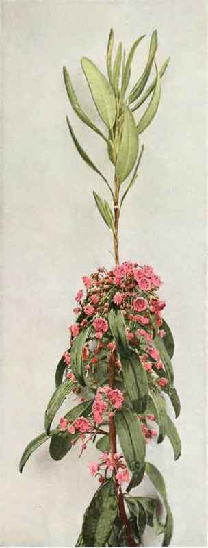 A. sheep laurel; lambkill; wicky Kalmia angustifolia b. crosswort; whorled loosestrife Lysimachia quadrifolia