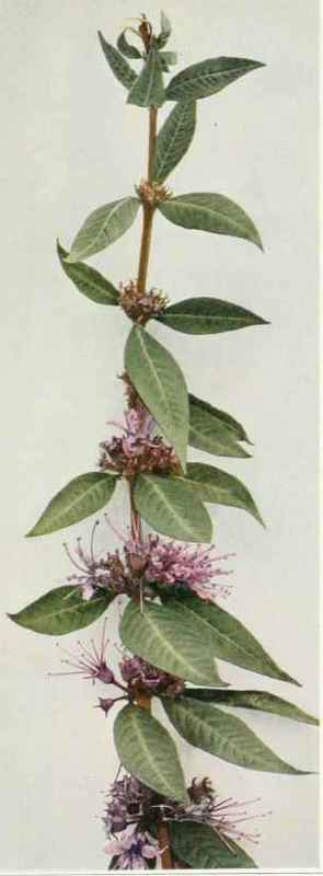 A. swamp loosestrife; willow herb Decodon verticillatus