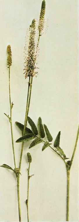 B. American Great Burnet