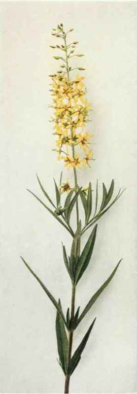 B. Bulb Bearing Loosestrife; Swamp Candles   Lysimachia terrestris