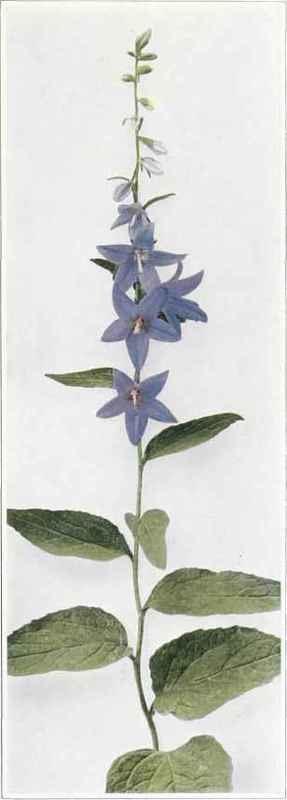 B. Creeping Or European Bellflower Campanula rapunculoides