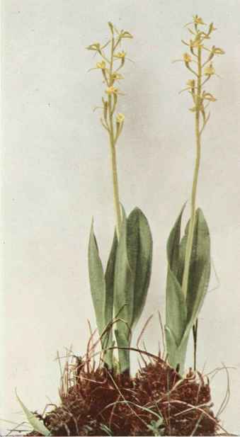 B. Fen Orchis; Loesel' S Twayblade