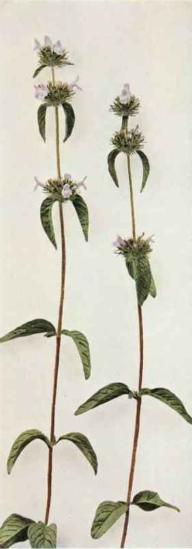 B. Field Or Wild Basil; Bas1lweed   Chinopodium vulgare
