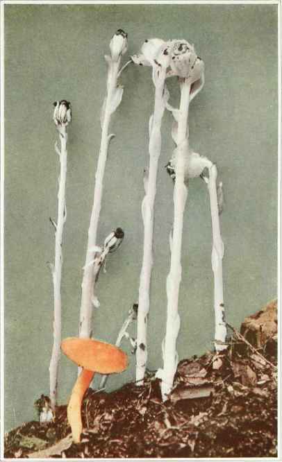 B. Indian Pipe; Corpse Plant   Monotropa uniflora