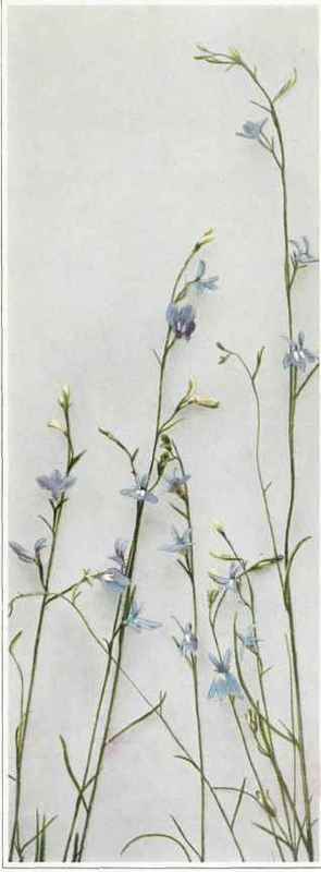 B. Kalm's Or Brook Lobelia Lobelia kalmii