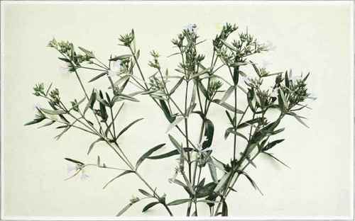 B. Long Leaved Houstonia   Houstonin longifolia