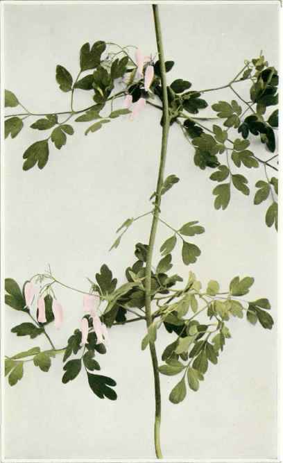 B. Mountain Fringe; Alleghany Vine