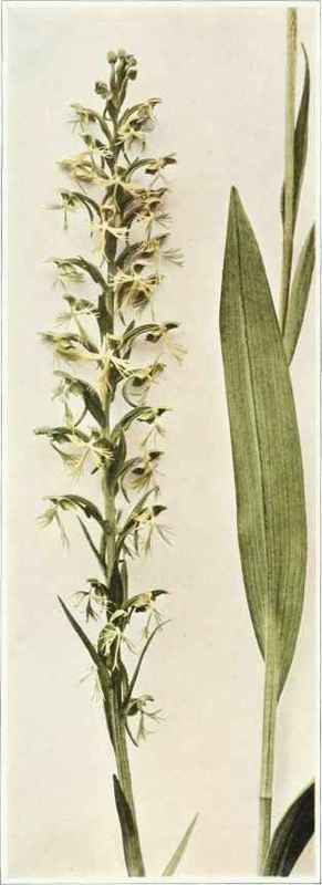 B. Ragged Or Green Fringed Orchis