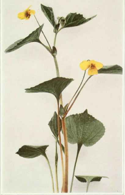 B. Smoothish Yellow Violet Viola Eriocarpa