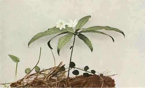 B. Star Flower; Chickweed Wintergreen   Trientalis borealis