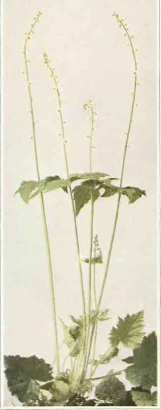B. Two Leaved Bishop's Cap Or Miterwort