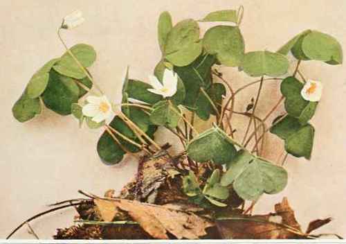 B. White Or True Wood Sorrel; Alleluia