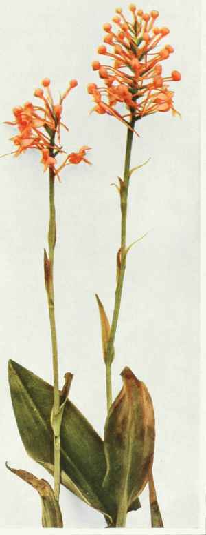 B. Yellow Fringed Orchis