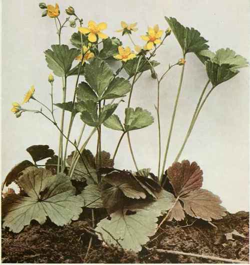 Barren Or Dry Strawberry