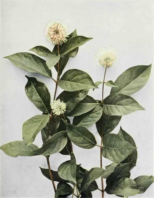 Buttonbush; bush globeflower   Cepltalaiitlius occidentalis