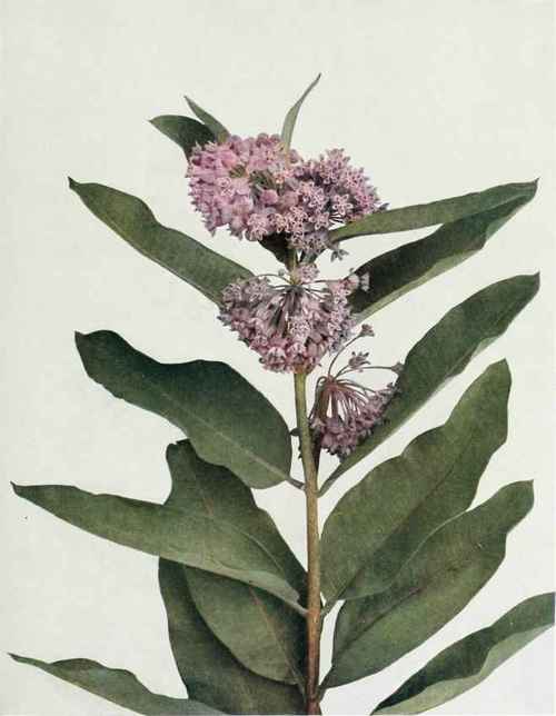 Common Milkweed; Silkweed   Asclepias syriaca