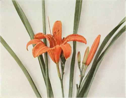 Day Lily