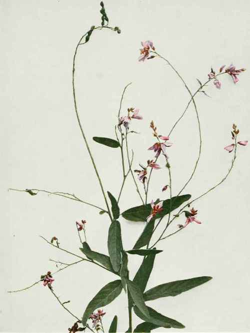 Dillen's tick trefoil Meibomia dillenii
