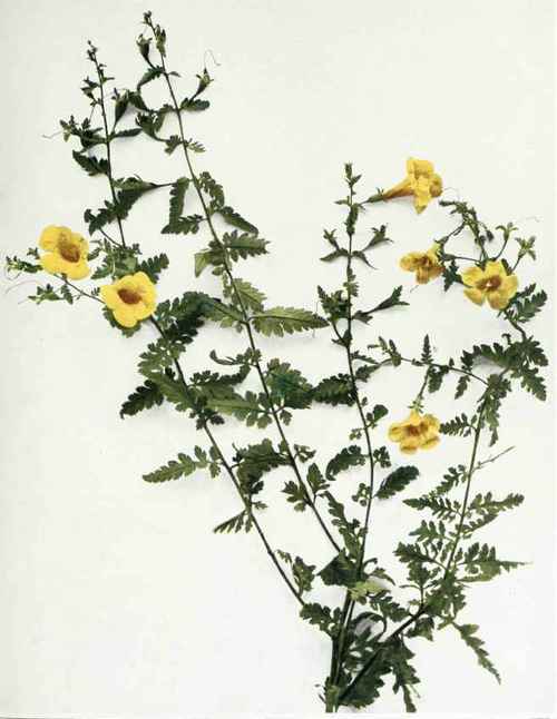 Fern Leaved False Foxglove; Fever Flower   Aureolaria pedicularia