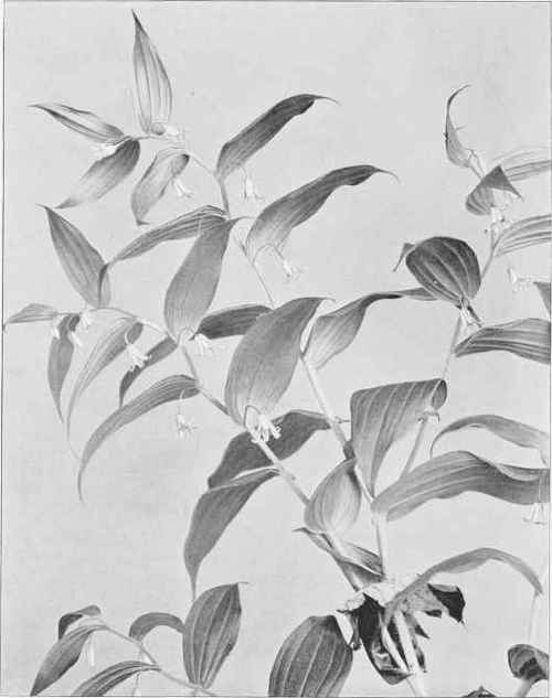 Figure IV Sessile leaved Twisted stalk (Streptopus roseus Michaux)