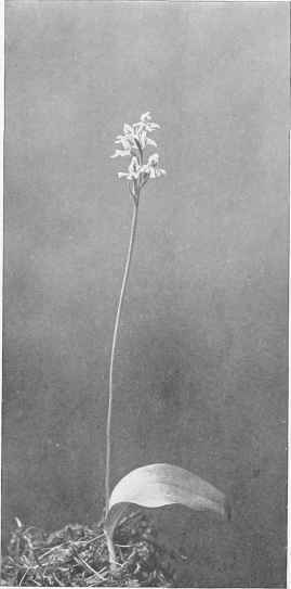Figure VII Small Round leaved Orchis (Orchis rotundifolia Pursh)
