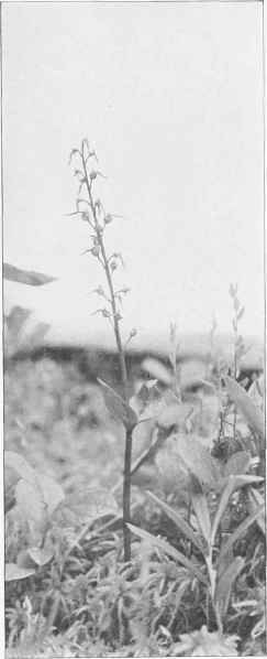 Figure XI Southern Twayblade (Ophrysaustralis (Lindley) House)