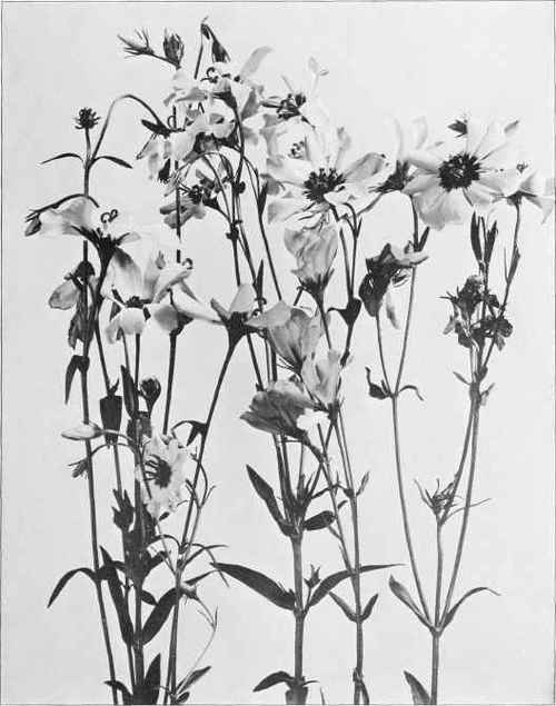 Figure XXIV Large Marsh Pink (Sabbatia dodecandra (Linnaeus) Britton, Sterns and Poggenberg)