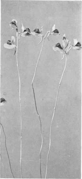 Figure XXIX Horned Bladderwort (Stomoisia cornuta (Michaux) Rafinesque)