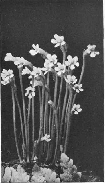 Figure XXX Pale or Naked Broom Rape (Thalesia uniflora (Linnaeus) Britton)
