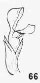 Flowers 10027